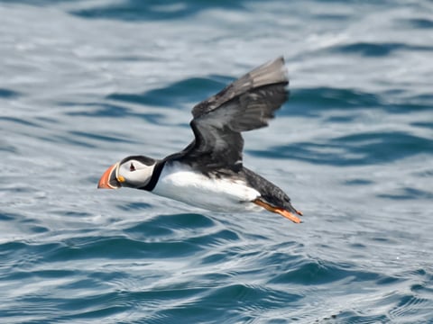 Reykjavík Classic Puffin Watching, photo 28