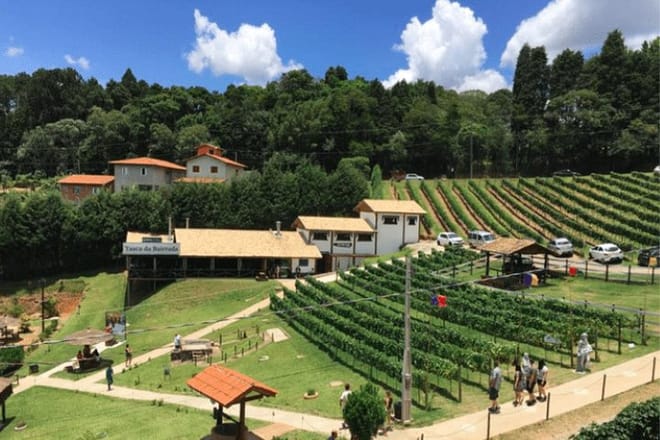 Art Of Wine – Travel Through The So-Called Wine Route Visiting Various Wineries 8