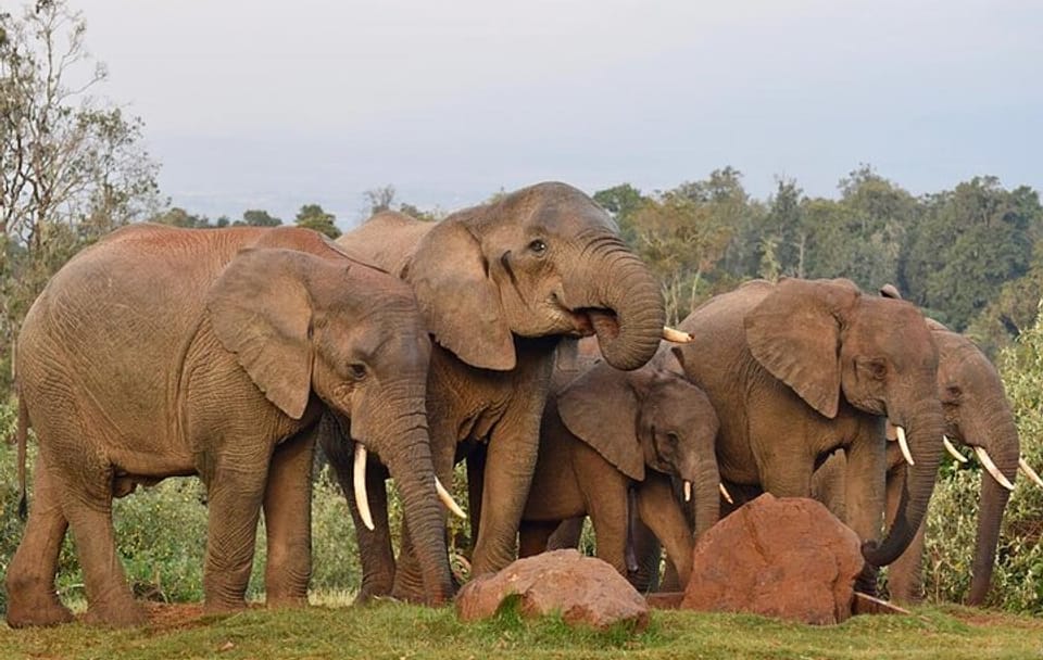 9-Day Kenya Wildlife Safari Adventure in Nairobi and Narok
