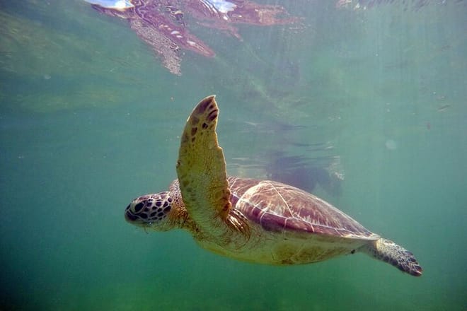 Private Snorkel with Turtle at Akumal 7