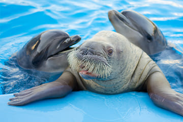 Dolphin Show and Semi-Submarine Tour at Makadi Beach, Hurghada