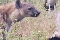 3 Days and 2 Nights Private Maasai Mara Safari 8