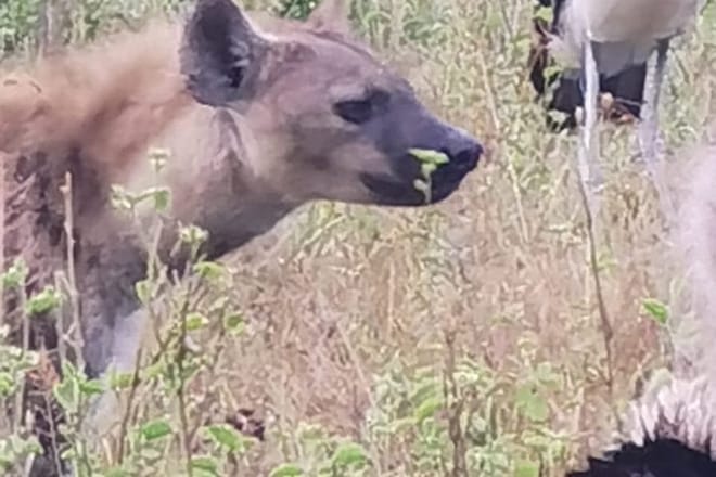 3 Days and 2 Nights Private Maasai Mara Safari 8