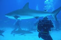 Diving with Sharks certified 4