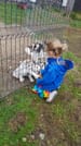 Day With the Huskies - Train and walk with our dogs 1