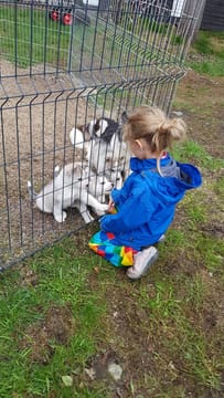 Day With the Huskies - Train and walk with our dogs