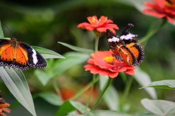 Private Nature Tour of Kuala Lumpur Bird and Butterfly Parks