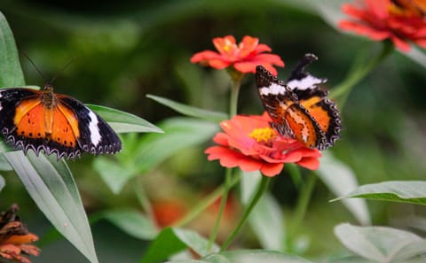 Private Nature Tour of Kuala Lumpur Bird and Butterfly Parks