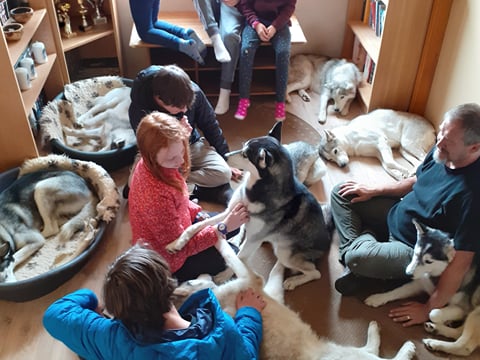 Husky Petting in Akureyri - Private experience, photo 8
