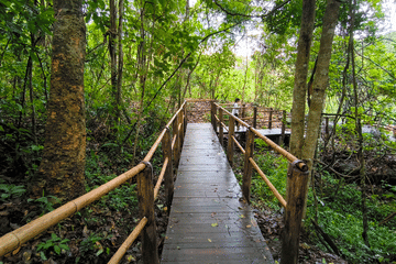 Chiang Mai to Doi Inthanon Guided Nature Trail and Elephant Tour