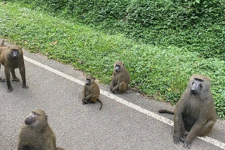 5 Day Wildlife and Gorilla Safari in Africa