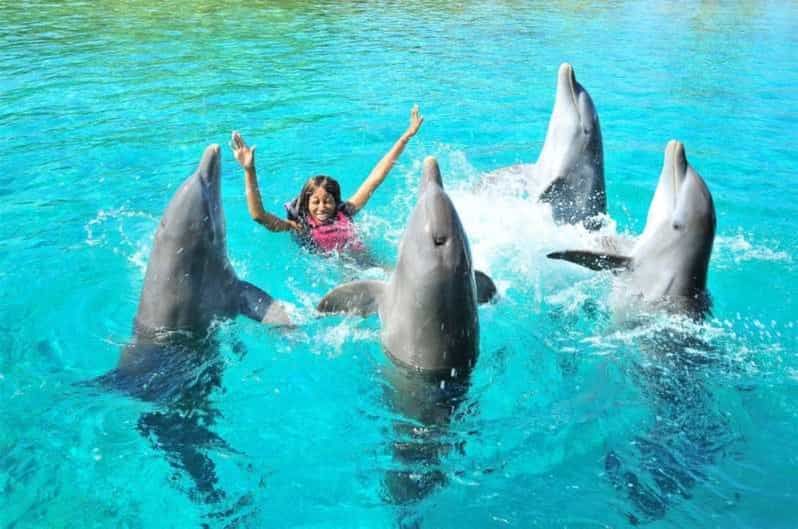 Dolphin Magic Show and Swim options in Sharm El Sheikh