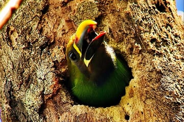 Guided Birdwatching Tour for Toucans in Puntarenas, Costa Rica