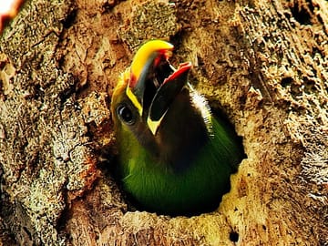 Northern Emerald-Toucanet In search of Toucans with Johnny loves nature Monteverde