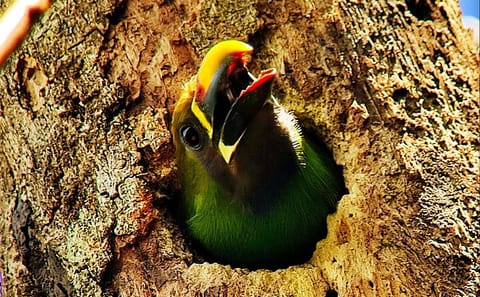Guided Birdwatching Tour for Toucans in Puntarenas, Costa Rica