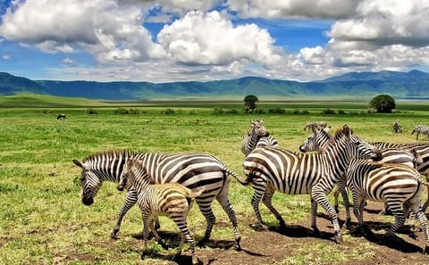 10-Day Classic Safari Adventure in Kenya and Tanzania