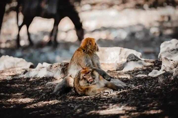 From Errachidia 2 Days Desert Tour To Fes Via Merzouga Desert