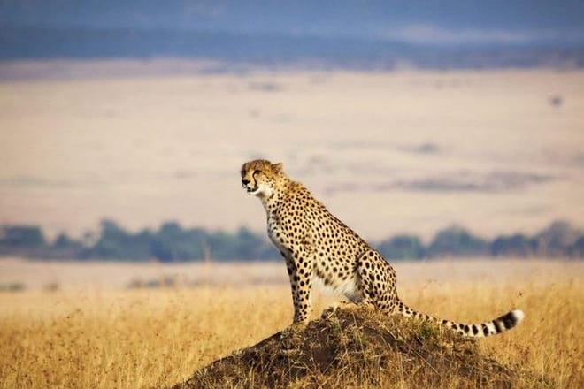 Maasai Mara National Reserve