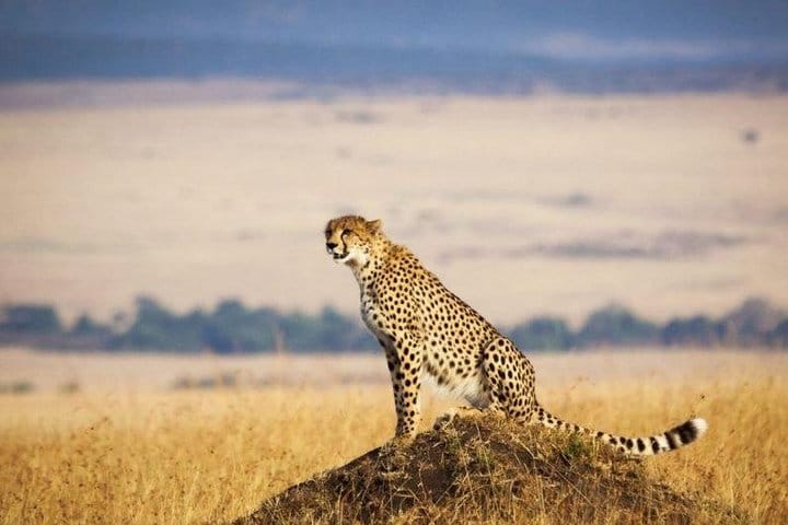 Maasai Mara National Reserve