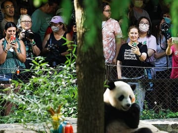 1 Day Panda Breeding Center Plus Chengdu City Tour