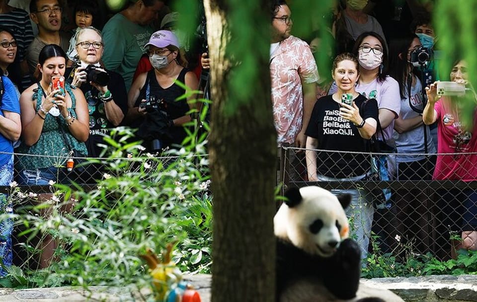 Panda Breeding Center and Chengdu City Tour