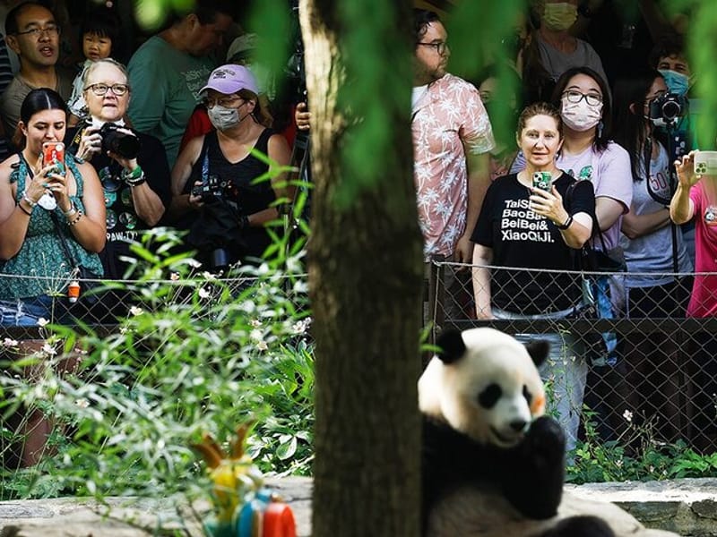 1 Day Panda Breeding Center Plus Chengdu City Tour
