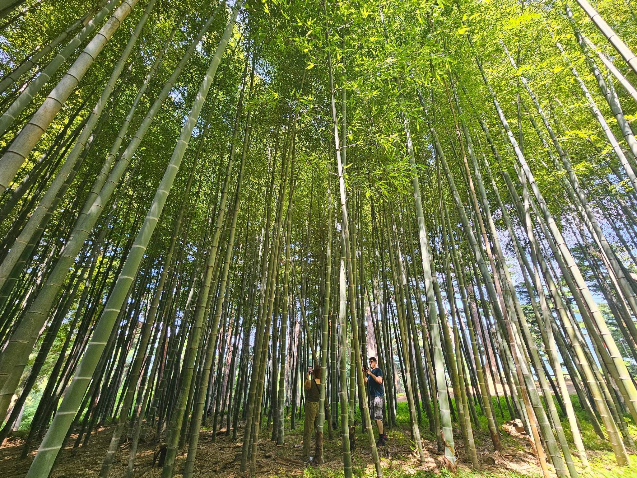 Peaceful bamboo grove stretching toward the sky