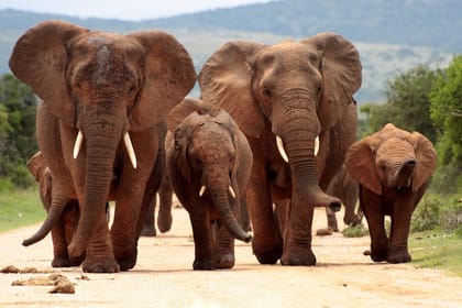 Kruger Park Highlights