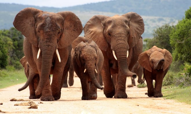 Kruger Park Highlights photo 4