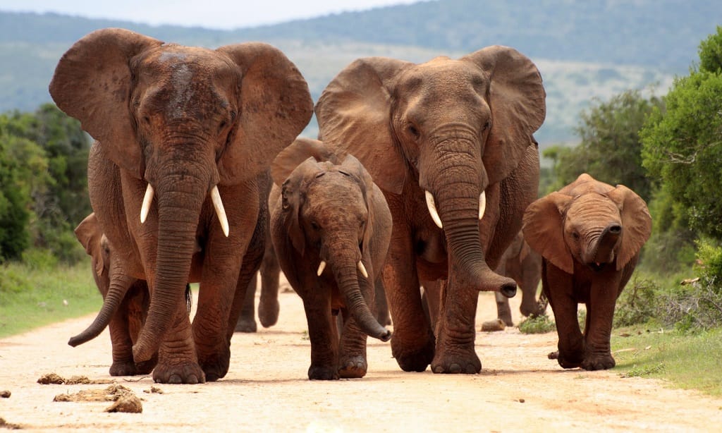 Kruger Park Highlights 4