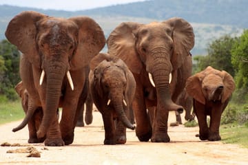 Four-Day Safari Tour of Kruger National Park from Johannesburg