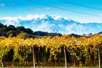 Visit the winery, stroll through the vineyards, taste the Cantine Mucci Wine 3
