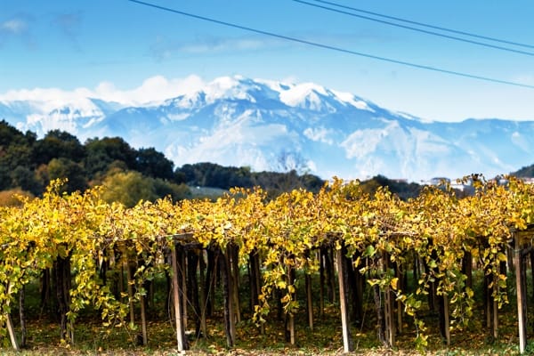 Visit the winery, stroll through the vineyards, taste the Cantine Mucci Wine 3