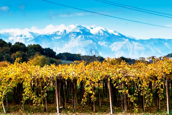Visit the winery, stroll through the vineyards, taste the Cantine Mucci Wine 3