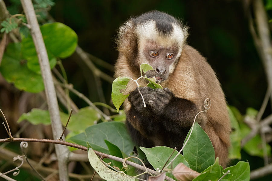 Pmal-03 : In-Depth Amazon Experience – 4 Days inside Rainforest