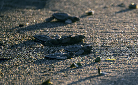 Turtle Hatch Watching Tour on Juani Island, Mafia