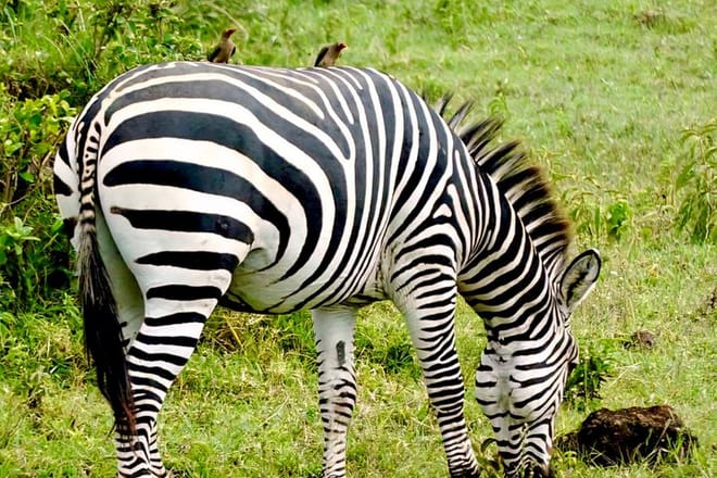 zebra with black and white stripes grazing in a green grassy field.