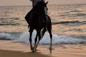 Private Horse Riding Activity in Port City