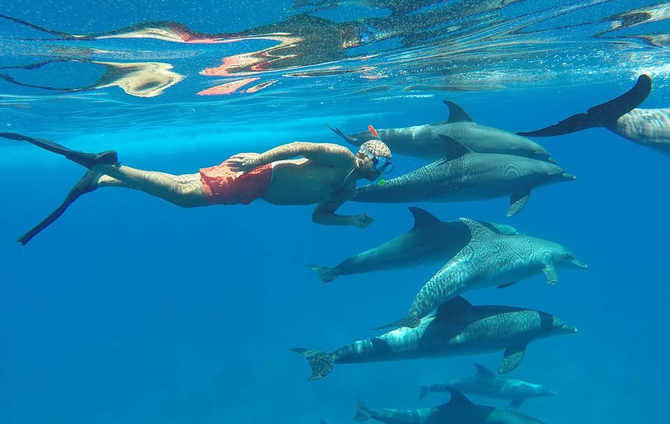 Dolphin Watching Tour in Hurghada, Egypt with Lunch