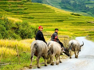 Sapa buffalos