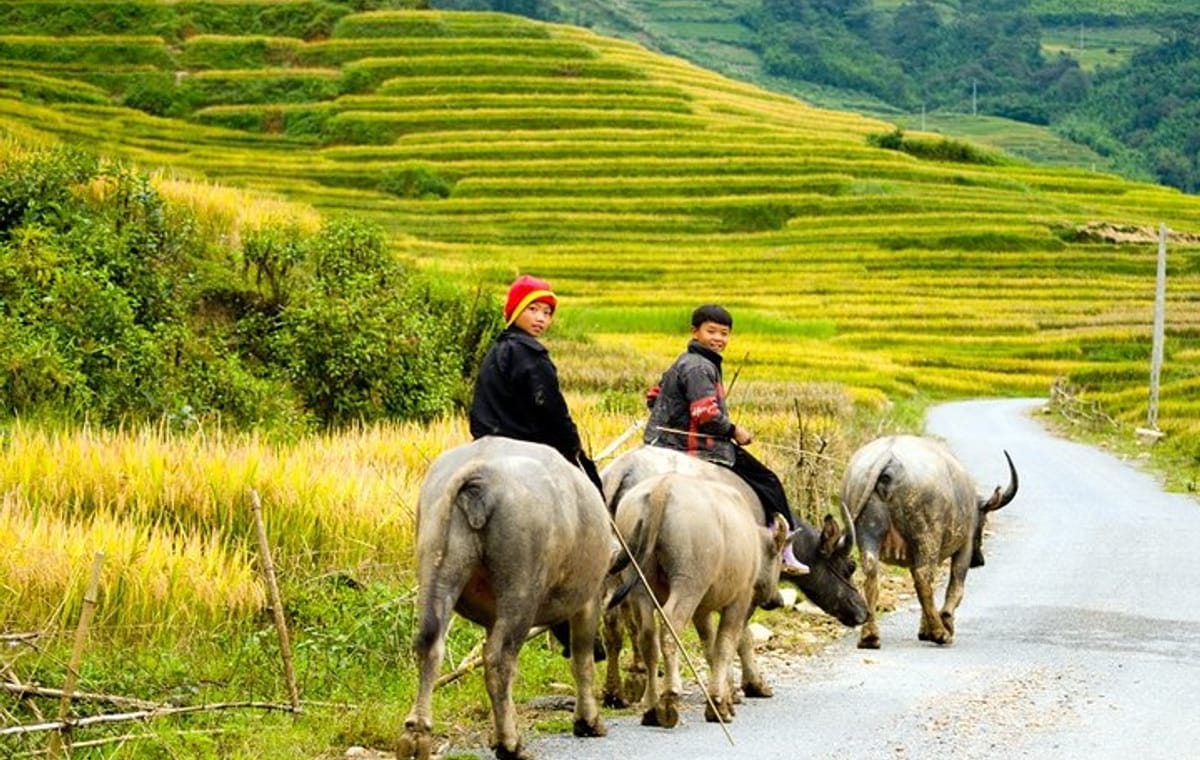 Sapa Villages And Homestay Hard Trekking 2days, 1night trip, meals, Tour guide,