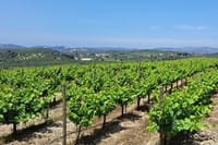 2 Days Tour-Knossos Arch Museum Lasithi Plateau and Wine Tasting  8