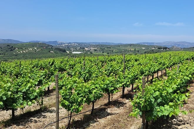 2 Days Tour-Knossos Arch Museum Lasithi Plateau and Wine Tasting  8