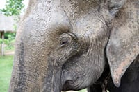 Elephant World Kanchanaburi with Private Transport from Bangkok 10