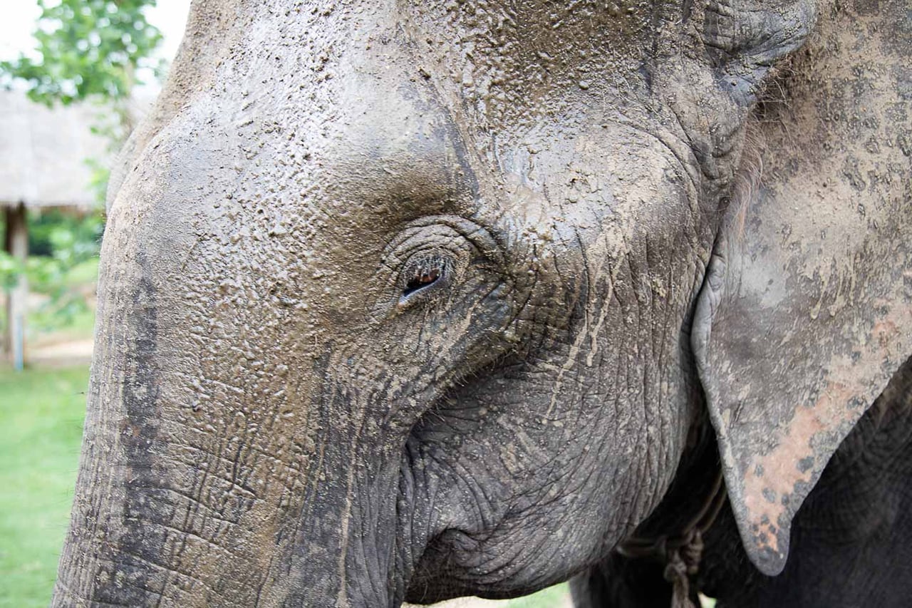 Elephant World Kanchanaburi with Private Transport from Bangkok 10