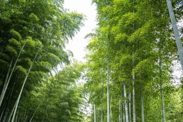 Yixing Bamboo Sea and Zisha Pottery Day Trip from Shanghai