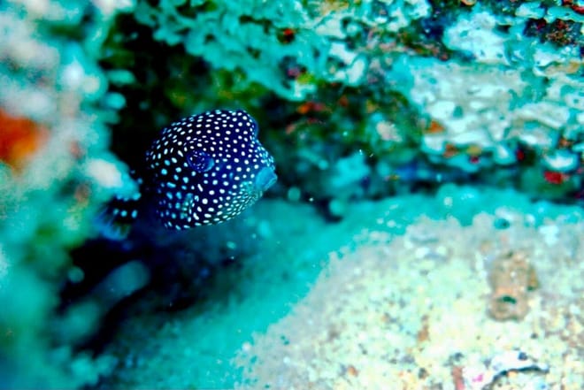 Spotted boxfish swimming near coral reef in the underwater waters of Los Cabos