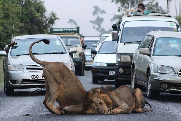 Nairobi National Park Guided Wildlife Tour with City Views