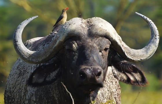 6-Day Stunning Kenya Experience 4 X 4 Landcruiser Tour