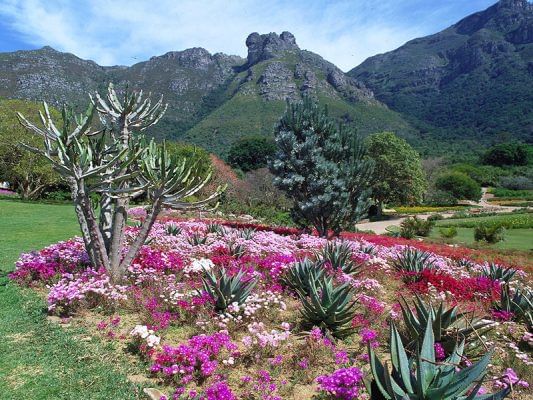 Spectacular Table Mountain and Kirstenbosch Gardens. Cape Town. Guided